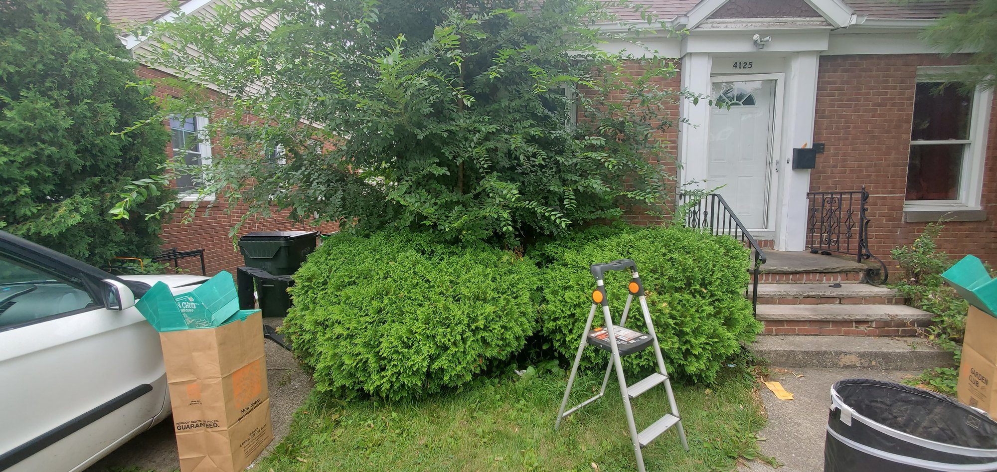 Shrubs and a tree in Euclid, OH,  is overgrown and about to undergo trimming and pruning by Kevin J Services.
