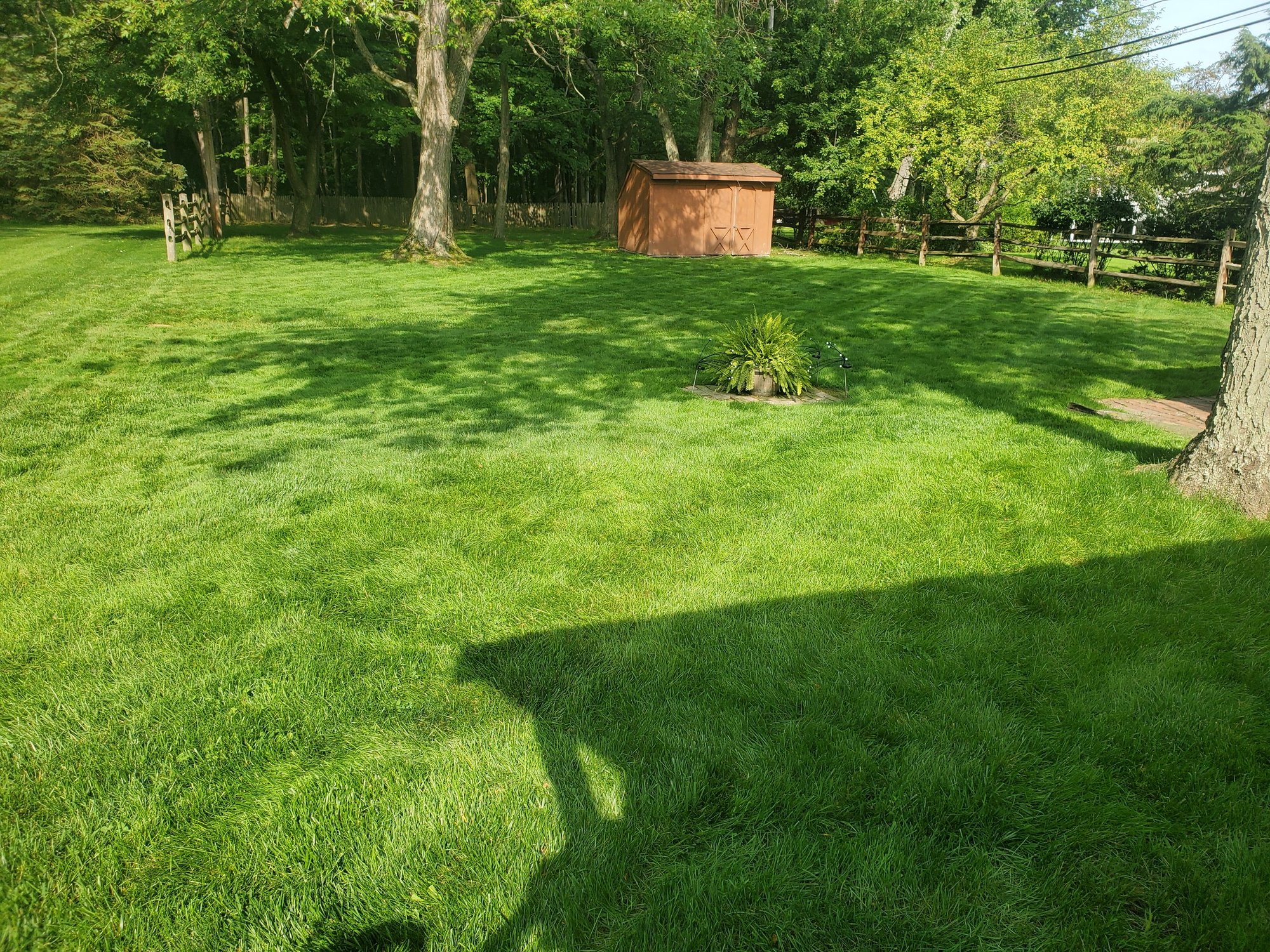 A backyard lawn in Euclid, OH, no longer has standing water after an aeration and overseeding service from Kevin J Services