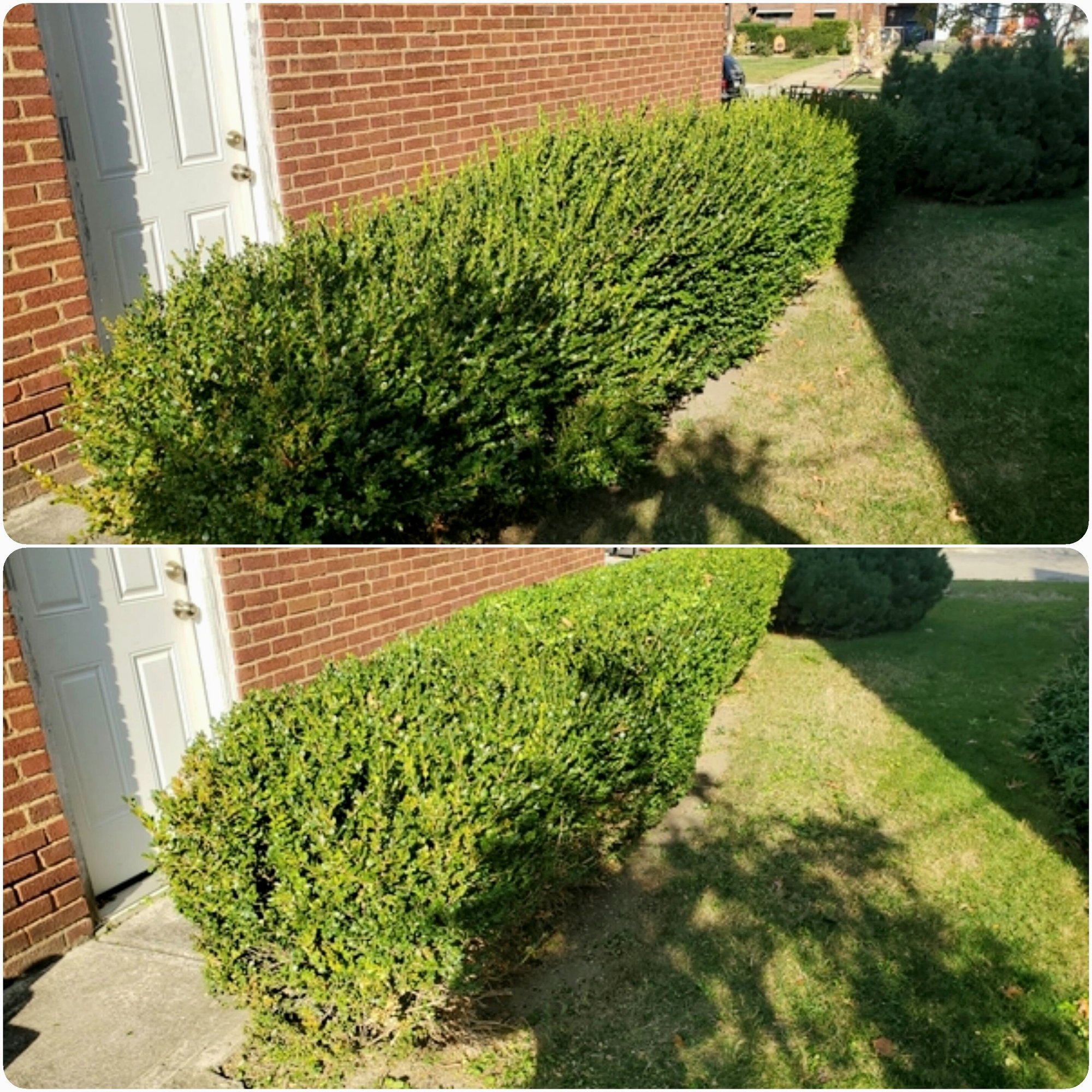 Hedge-trimming-before-after-1