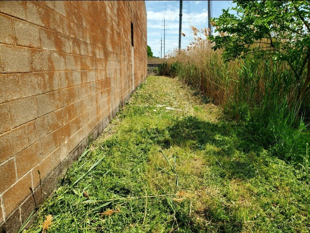 After pic of the cutting down of tall common Reed grass at a commercial property in Euclid, OH preformed by Kevin J Services.