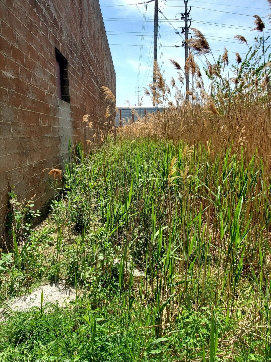 Before picture of tall Common Reed grass at a business in Euclid, Ohio before a brush cutting service from Kevin J Services knocks it down.