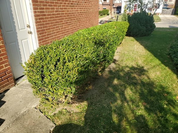 hedge_trimming_after (1)